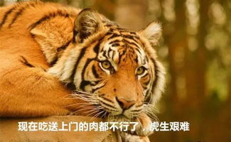 蜗牛快讯 ▏北京野生动物园老虎的外卖又到了...... 