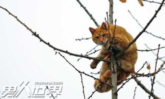 猫死后为什么要把它挂在树上 关于猫咪的灵异现象