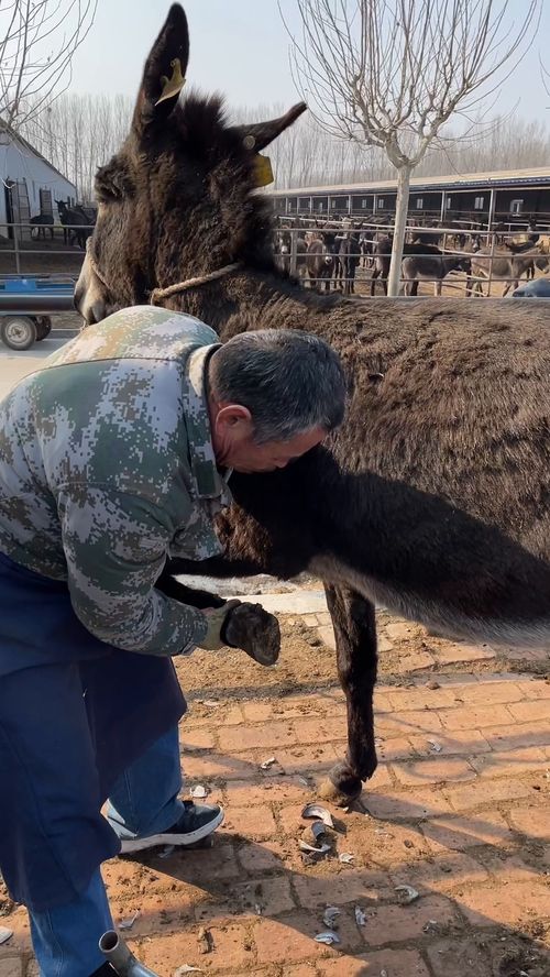 昂首挺胸是什么动物佳