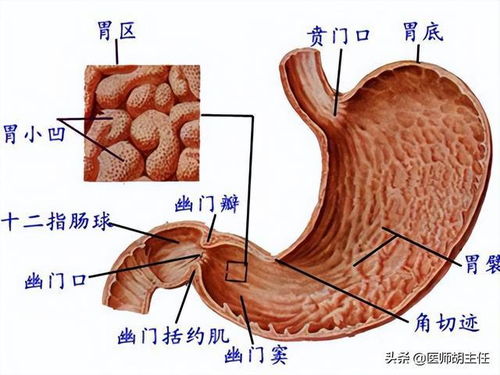 胃癌早期不痛不痒,出现这些症状要注意,可能是胃癌来敲门