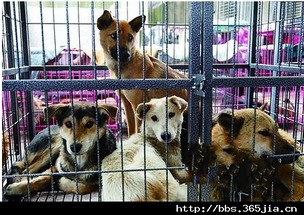 重庆1 15救狗事件后续 800只土狗没人领养 宠物家园 