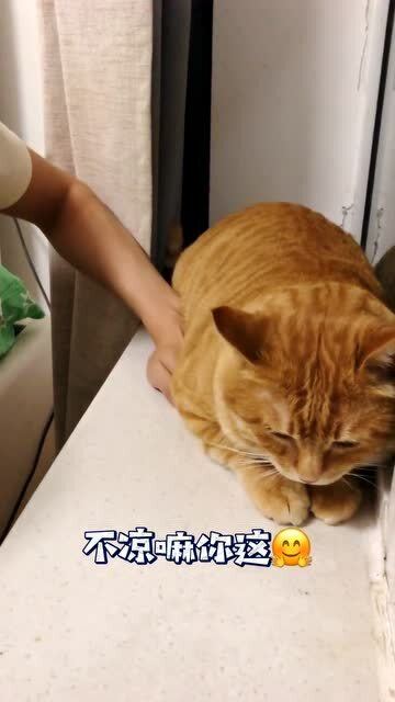 爸爸 猫猫,你是真听你妈妈的话啊 