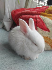 兔子这是睡觉吗 求大神告知 