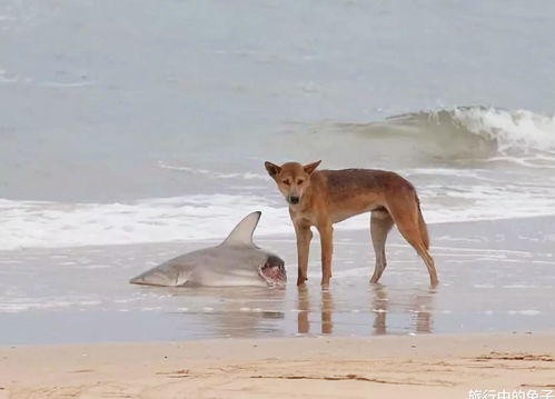 中国 大黄狗 跑到澳洲去了 能抓鲨鱼能捕绵羊,还是保护动物