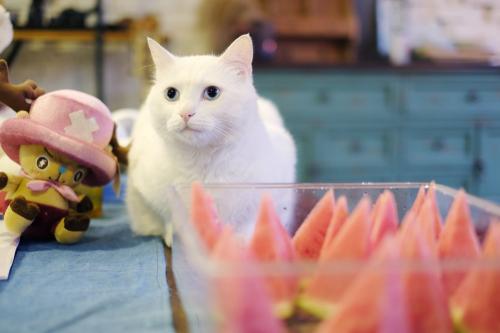 猫能不能吃西瓜 