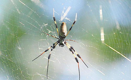 蜘蛛是怎样把网结在半空中的 用简短的语言说一说 