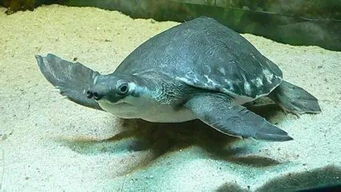 水头一水族馆老板被刑拘 因买卖绿鬣蜥 猪鼻龟野生动物 