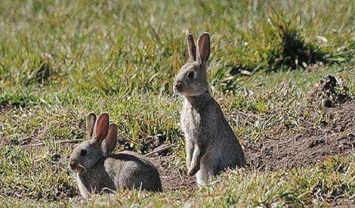 人兔战争 澳大利亚惨败,超过100亿只野兔实在吃不完啊