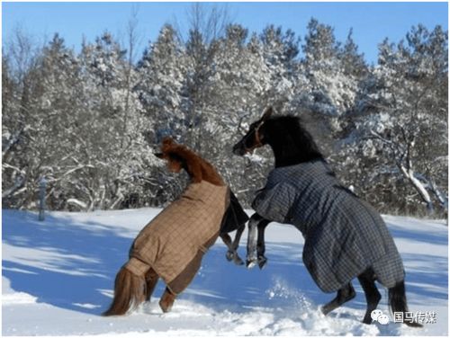 冬季马匹护理