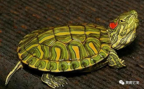 龟中的油画大师 格兰德彩龟,浅谈格兰德彩龟及饲养
