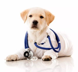 夏日,如发现狗狗有这几种症状,立刻带狗狗去宠物医院治疗