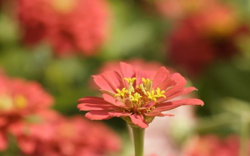 这几种花虽然开花美,但花期短,开过一次就能扔,都是一次性花