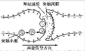 突触信号传递过程是什么，详细点？