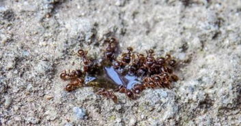 蚂蚁会被水淹死吗 