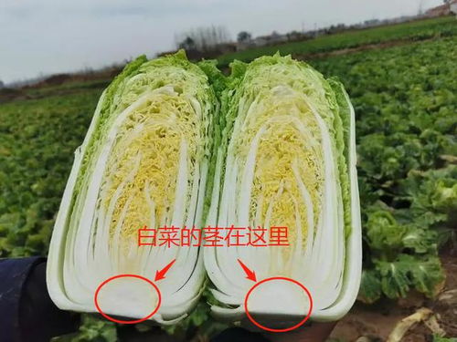 芹菜 葱吃茎 土豆吃根 全错了 那些关于蔬菜食用部位的冷知识