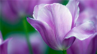 蓝色郁金香花语,紫色郁金香花束花语？