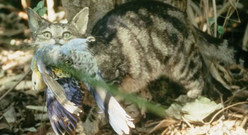 澳大利亚野猫每天吃掉130万只鸟,一年杀死20亿只野生动物