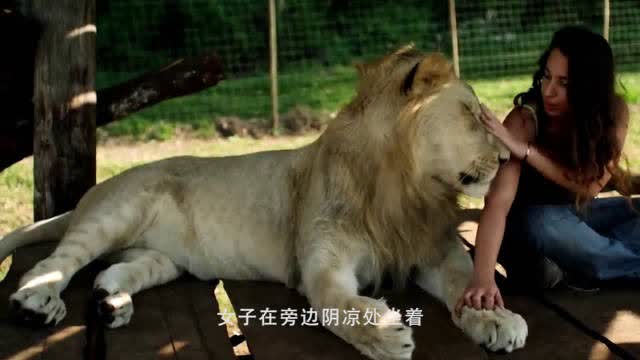 美女把狮子当成小猫养,一起吃饭睡觉,太幸福了 