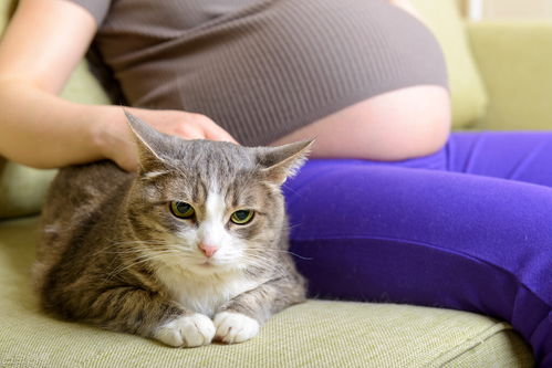 怀孕不能养猫狗,感染弓形虫会导致孕妇流产或胎儿畸形