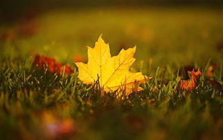 关于落叶秋天的诗句