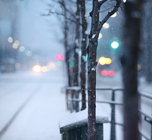 雪的世界 By Mute 题目 Spadina in the sn 堆糖,美图壁纸兴趣社区 