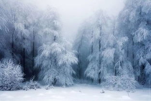 2018年的第一场雪,这样拍让你照片好看10倍 