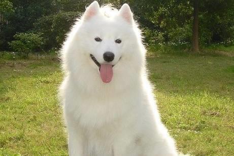 全世界最贵的六种狗,藏獒上榜, 微笑天使 第二,第一是它 萨摩耶 