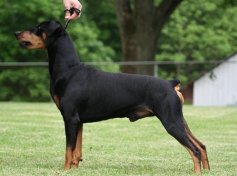此犬被称为 小型杜宾犬 ,同样来自德国,是一种很古老的犬种
