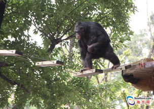 广州动物园 萌翻了,黑猩猩宝宝与游客见面