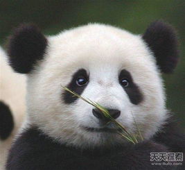 真的只有中国有大熊猫么 