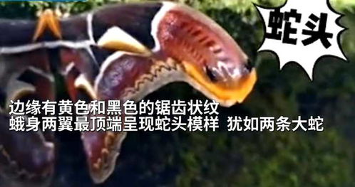 云南保山现巨型飞蛾,形如蝴蝶翅展25厘米,两端还有俩 蛇头