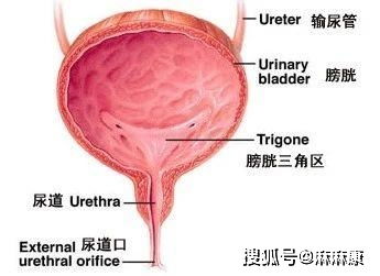 产后尿失禁怎么办 这3种办法值得收藏,再也不用担心漏尿尴尬了