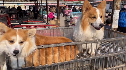 实拍宠物市场 这里的狗狗这么便宜,为什么没人买 原因是什么 