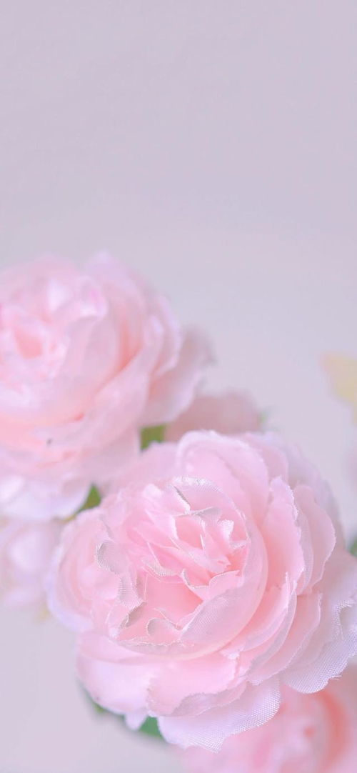 粉色玫瑰花语代表什么意思,粉红色玫瑰的含义？
