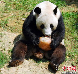 福州气温节节攀升 大熊猫靠吃 水果冰 降温 