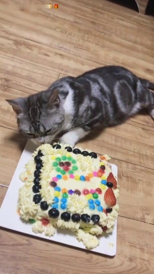 今天是猫猫的生日哦,给它买个蛋糕 