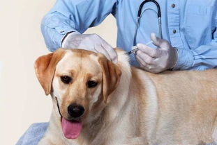 宠物狗多久打一次疫苗