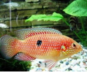 养鱼分享 浅析红宝石鱼繁殖方法 