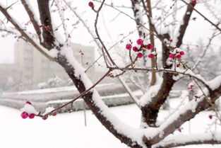 印象渭南 情寄雪梅 