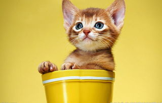 幼猫禁吃的食物,猫咪容易中毒致死的食物有哪些