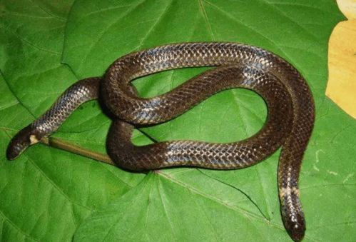 广东一地首次发现钝尾两头蛇,这种蛇你见过吗