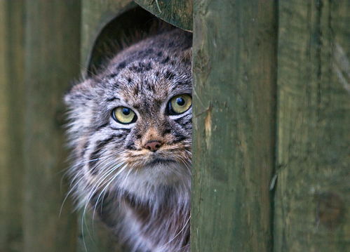 摄影 曼努尔猫是世界上最富表现力的猫