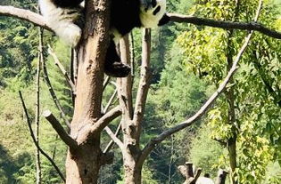 汶川中国卧龙大熊猫博物馆攻略,汶川中国卧龙大熊猫博物馆门票 游玩攻略 地址 图片 门票价格 