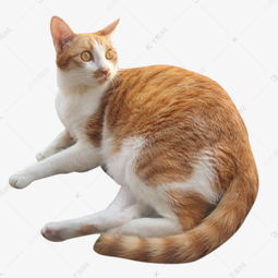 一只小猫咪素材图片免费下载 千库网 