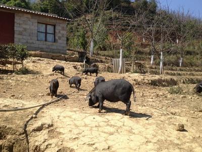 农村养土猪,猪圈和厕所连一起的,猪是吃的什么