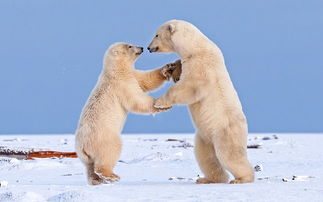 萌翻 阿拉斯加两北极熊跳 华尔兹 