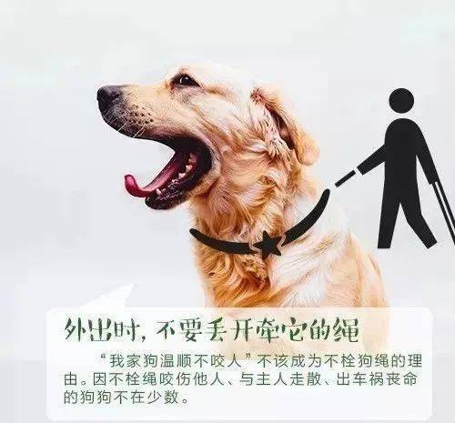 物业温馨提示 民法典 之依法养犬 文明养犬