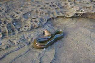路亚钓海鳗实战教学,它个体虽小但力大凶猛