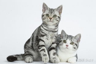 猫的正常体重,公猫和母猫的区别是多少 