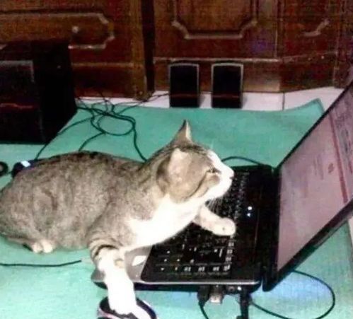 猫奴画师将网红 沙雕 猫变成插画后,又萌又可爱,成功吸粉20万